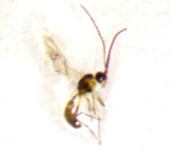 Aphidiinae