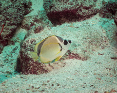 Johnrandallia nigrirostris