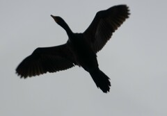 Microcarbo melanoleucos brevirostris