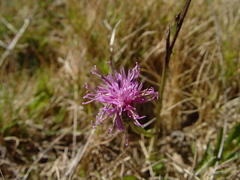 Serratula tinctoria