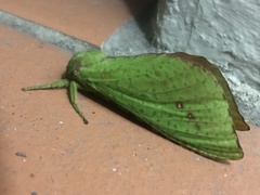 Aenetus eximia