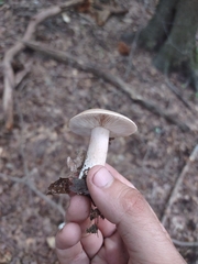 Agaricales