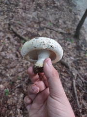 Agaricales