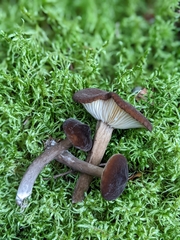 Lactarius lignyotus