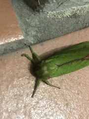 Aenetus eximia