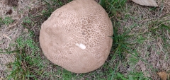 Lycoperdaceae