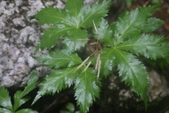 Cardamine pentaphyllos