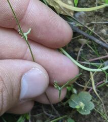 Lithophragma heterophyllum