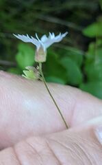 Lithophragma heterophyllum