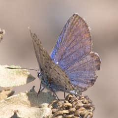 Plebejus melissa