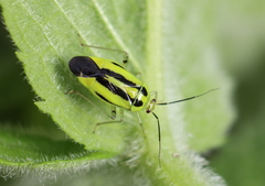 Poecilocapsus lineatus