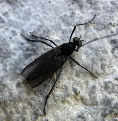 Penthetria heteroptera