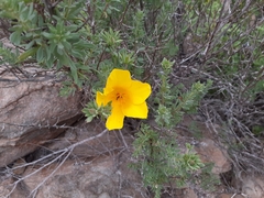 Balbisia peduncularis