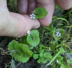Claytonia