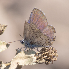 Plebejus melissa