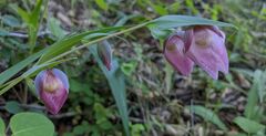 Calochortus albus