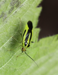 Poecilocapsus lineatus