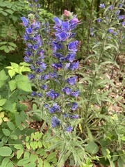 Echium