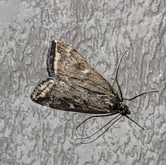 Loxostege sticticalis