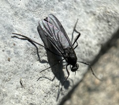 Penthetria heteroptera
