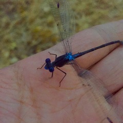 Lestidae