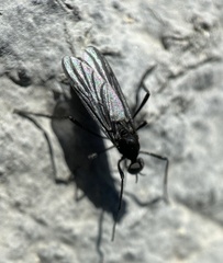 Penthetria heteroptera