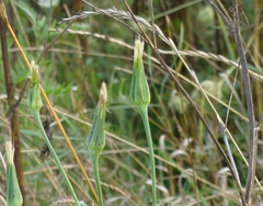 Tragopogon pratensis