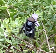 Copestylum violaceum