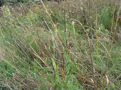 Tragopogon pratensis