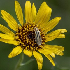 Chauliognathus scriptus