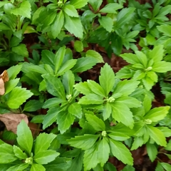 Pachysandra terminalis