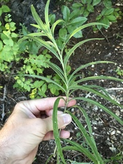 Helianthus maximiliani