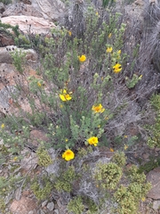 Balbisia peduncularis