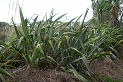 Phormium