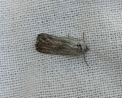 Catabena lineolata