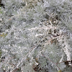 Artemisia frigida