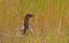 Centrocercus urophasianus