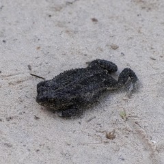 Rhinella dorbignyi