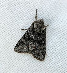Lacinipolia cuneata