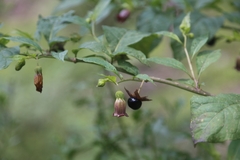 Atropa belladonna