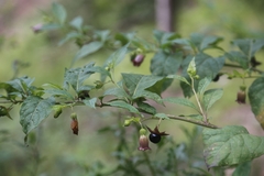 Atropa belladonna