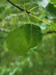 Alnus glutinosa