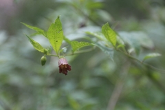 Atropa belladonna