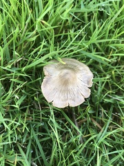 Entoloma conferendum