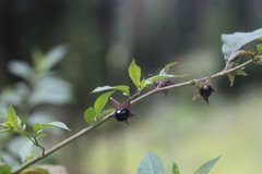 Atropa belladonna