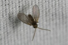 Trichomyia nuda