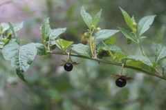 Atropa belladonna