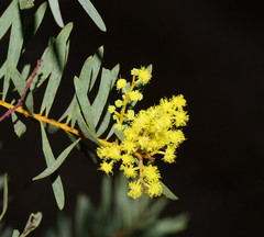 Acacia decora