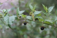 Atropa belladonna