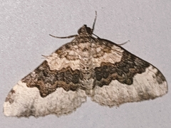 Epirrhoe galiata